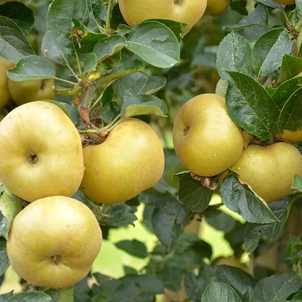 Mar (Malus) Renetta Del Canada, cu fructe verzi-galbui dulci-acrisor, an 3 pe rod