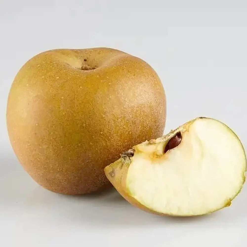 Mar (Malus) Renetta Del Canada, cu fructe verzi-galbui dulci-acrisor, an 3 pe rod