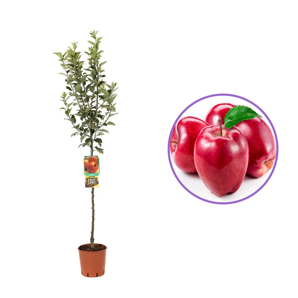 Mar (Malus) Rosa Stark Delicious, cu fructe rosii dulci-zemoase, an 3 pe rod