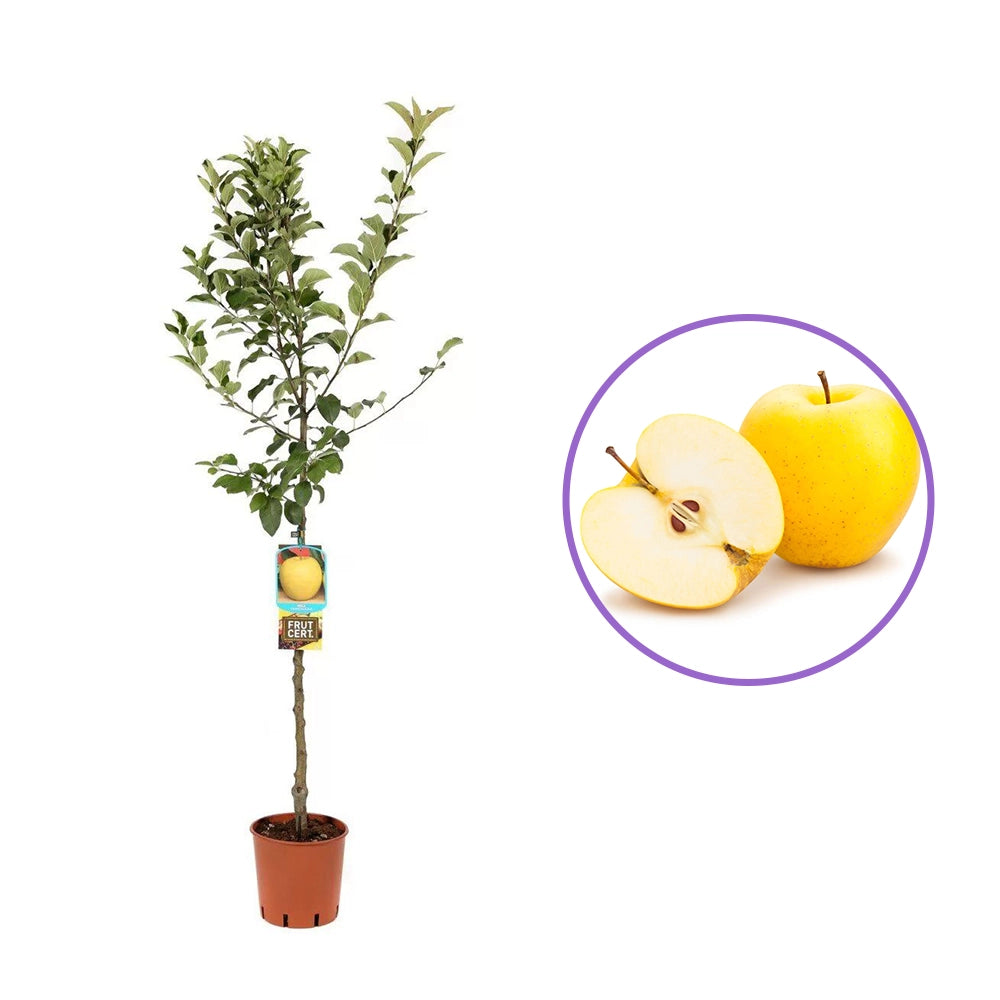 Mar (Malus) Golden, cu fructe aurii dulci-crocante, an 3 pe rod