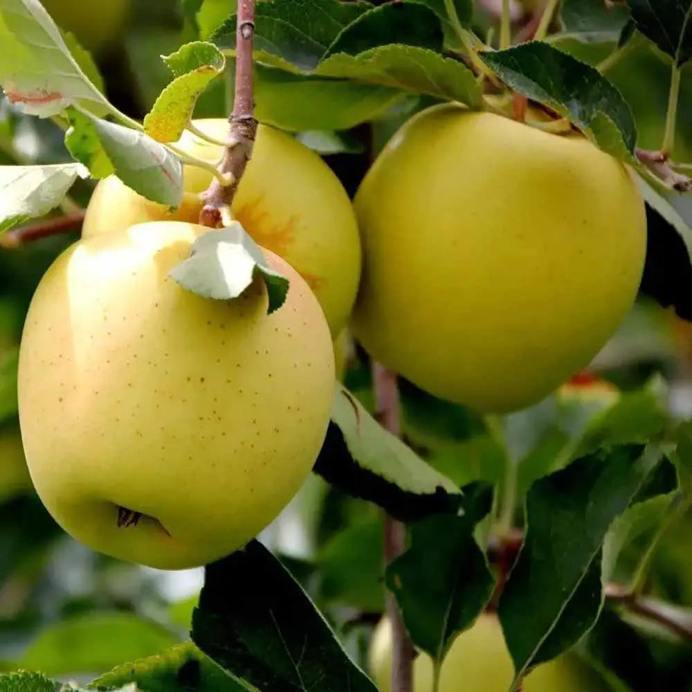 Mar (Malus) Golden, cu fructe aurii dulci-crocante, an 3 pe rod