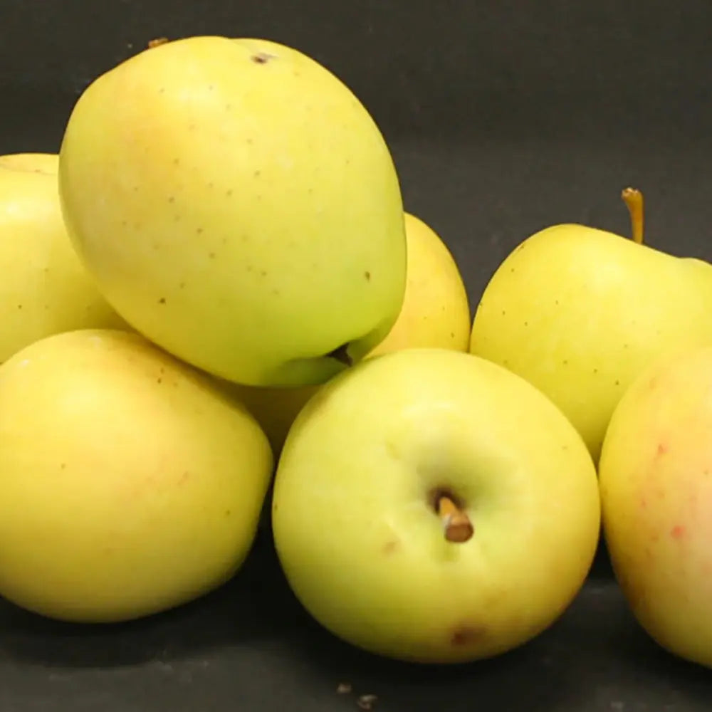 Mar (Malus) Limoncella, cu fructe aurii dulci-acrisor, an 3 pe rod