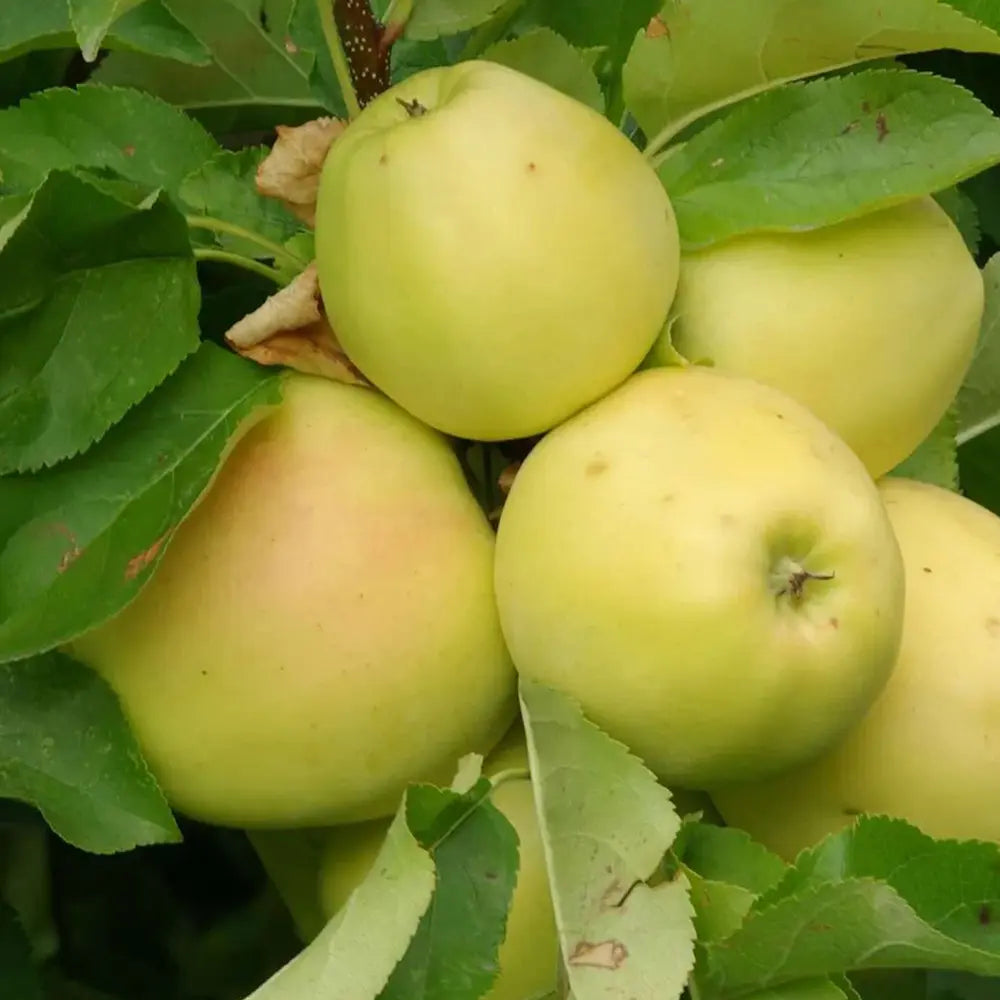Mar (Malus) Limoncella, cu fructe aurii dulci-acrisor, an 3 pe rod