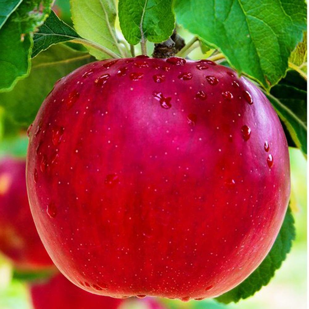 Mar Red Rome (Malus), pom fructifer mere rosii dulci tarziu rezistent