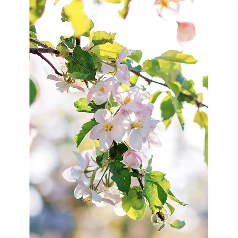 Mar Red Rome (Malus), pom fructifer mere rosii dulci tarziu rezistent