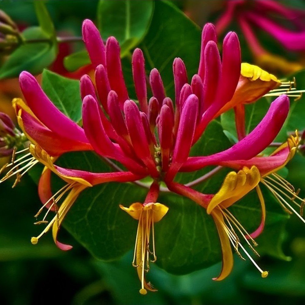 Mana Maicii Domnului/Caprifoi (Lonicera) American Beauty, cataratoare