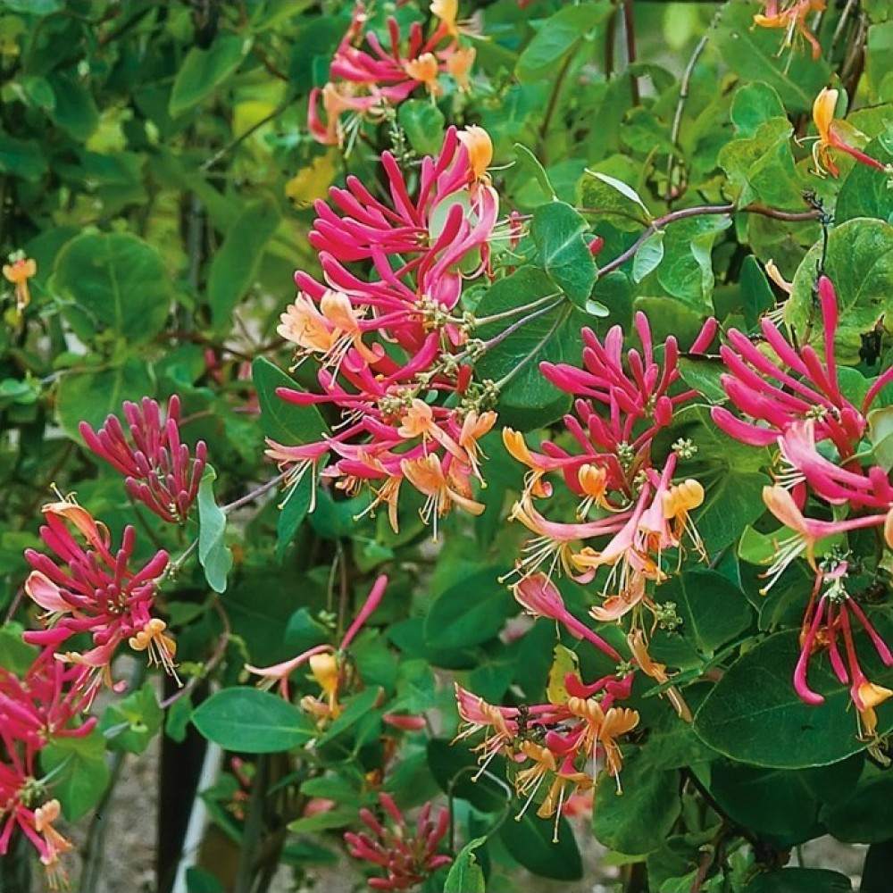 Mana Maicii Domnului/Caprifoi (Lonicera) American Beauty, cataratoare