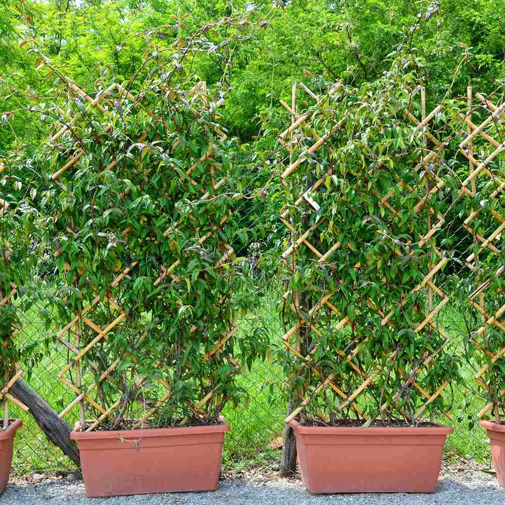 Mana Maicii Domnului/Caprifoi (Lonicera) Copper Beauty, cu flori galben-bronz, cataratoare