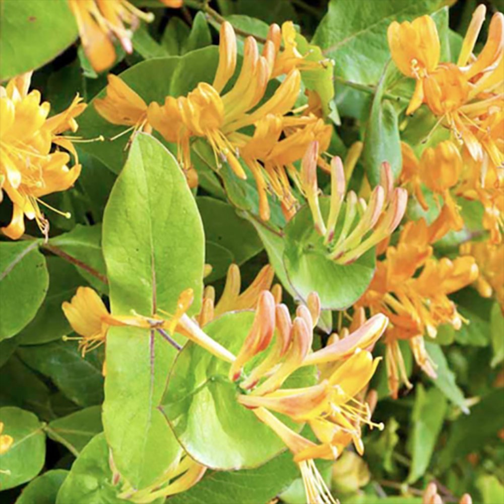 Mana Maicii Domnului/Caprifoi (Lonicera) Copper Beauty, cu flori galben-bronz, cataratoare