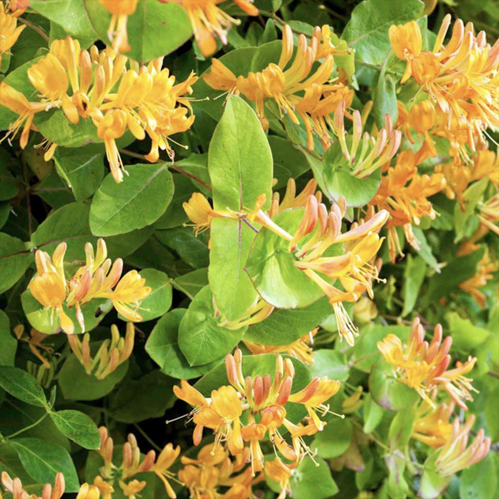 Mana Maicii Domnului/Caprifoi (Lonicera) Copper Beauty, cu flori galben-bronz, cataratoare