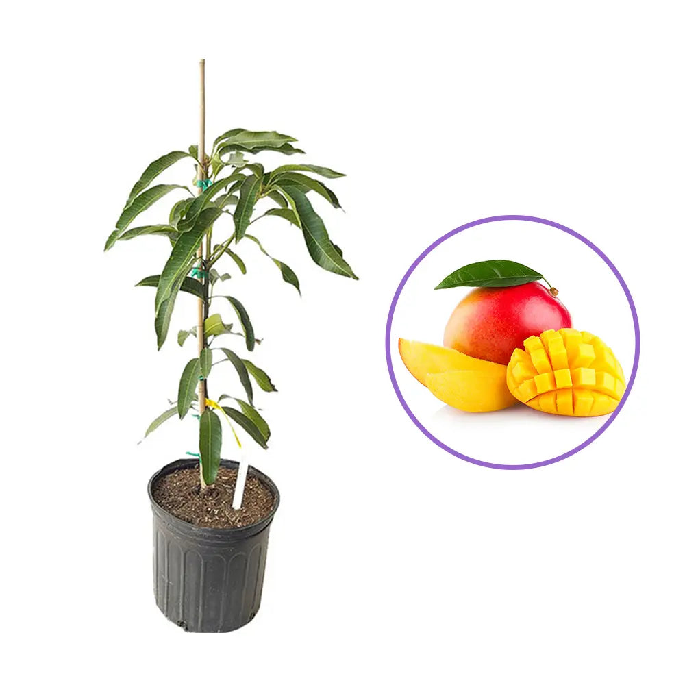 Mango in ghiveci, pom fructifer exotic cu fructe dulci cremoase, pentru interior sau terasa