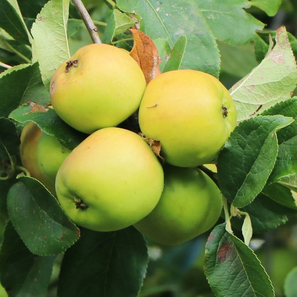 Mar Bolero (Malus Bolero), cu fructe dulci
