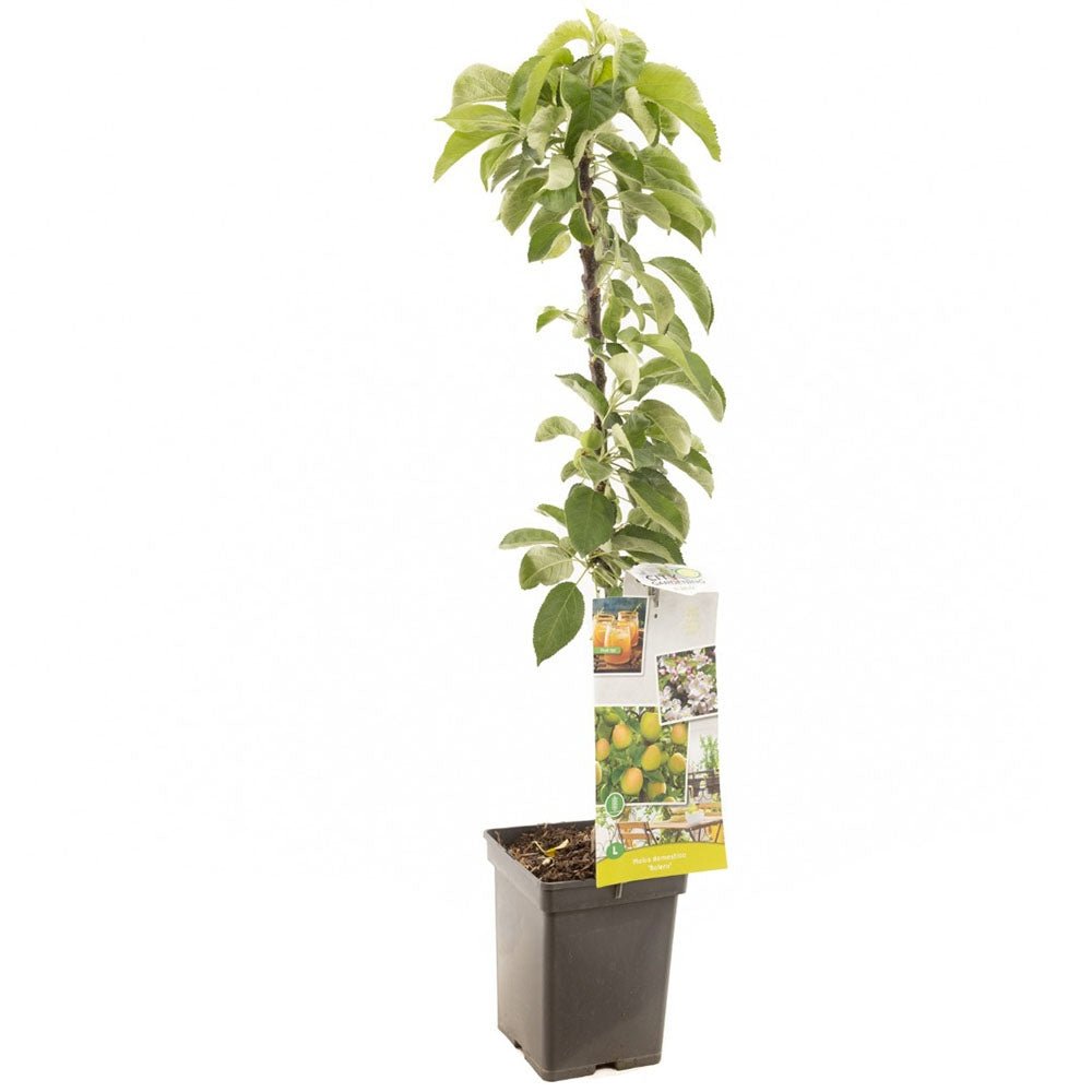 Mar Bolero (Malus Bolero), cu fructe dulci