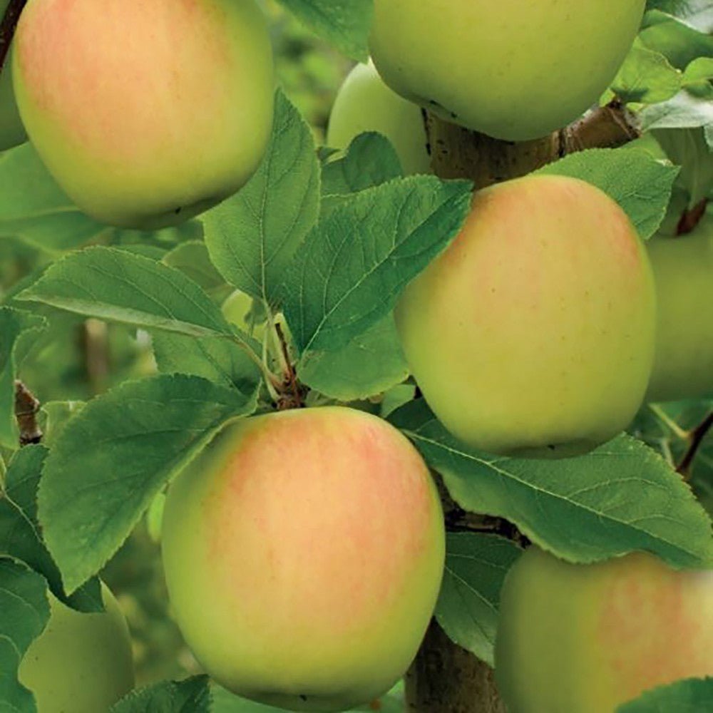 Mar Bolero (Malus Bolero), cu fructe dulci