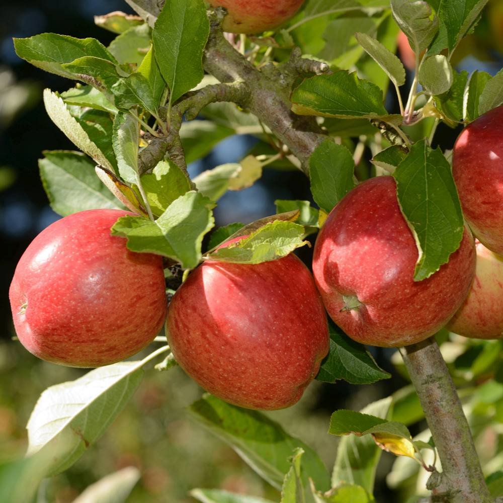 Mar Braeburn (Malus), cu fructe dulci-acrisori