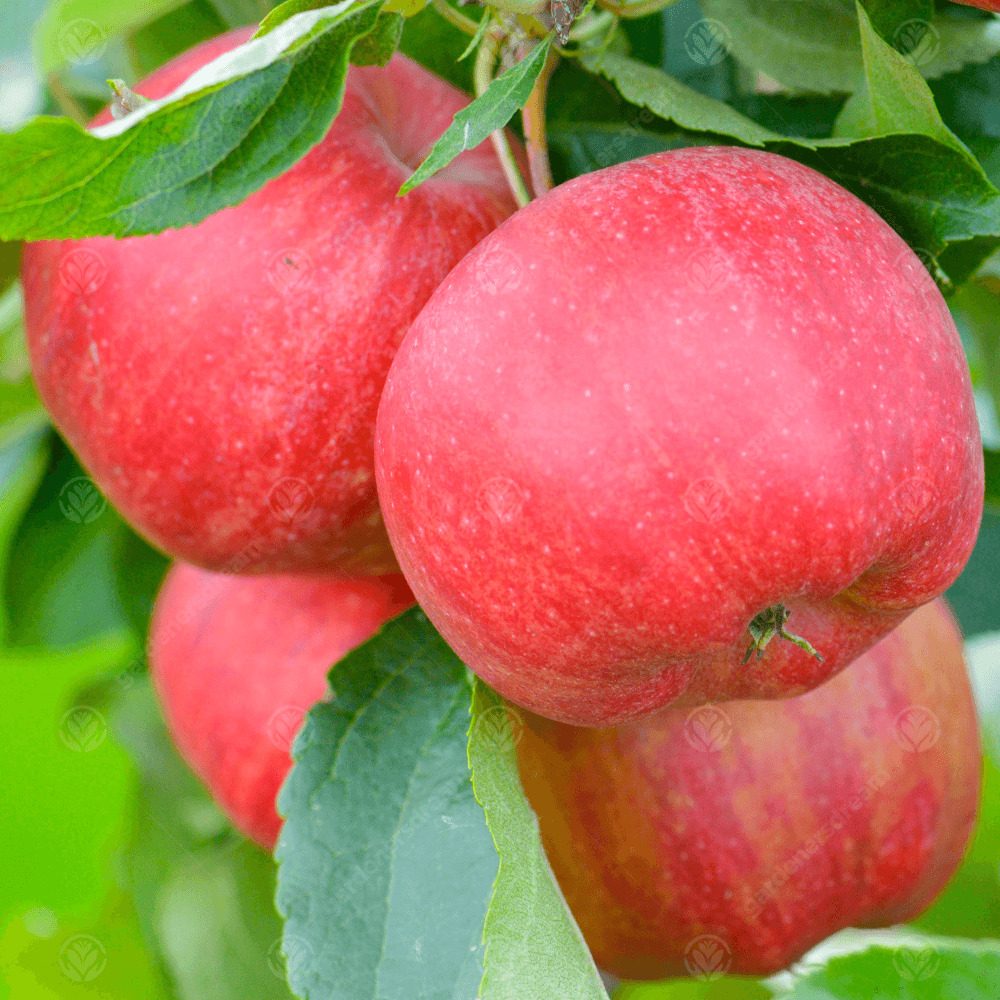 Mar Braeburn (Malus), cu fructe dulci-acrisori