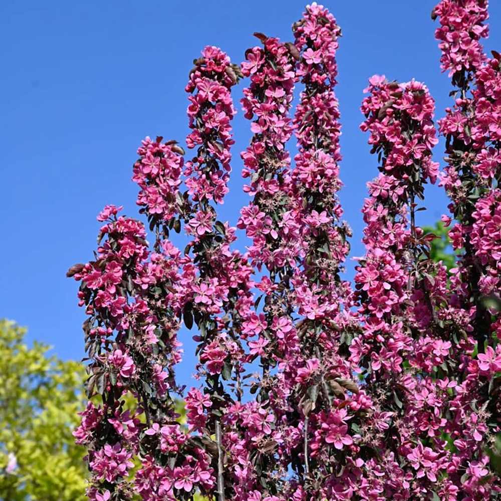 Mar Columnar (Malus) Maypole, cu fructe rosii dulci-acrisor