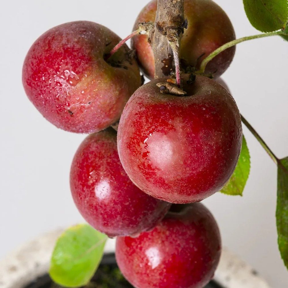 Mar Columnar (Malus) Maypole, cu fructe rosii dulci-acrisor