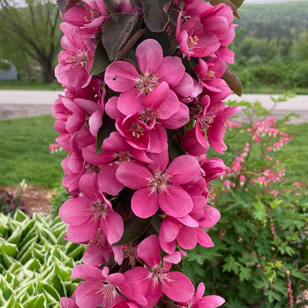 Mar Columnar (Malus) Maypole, cu fructe rosii dulci-acrisor