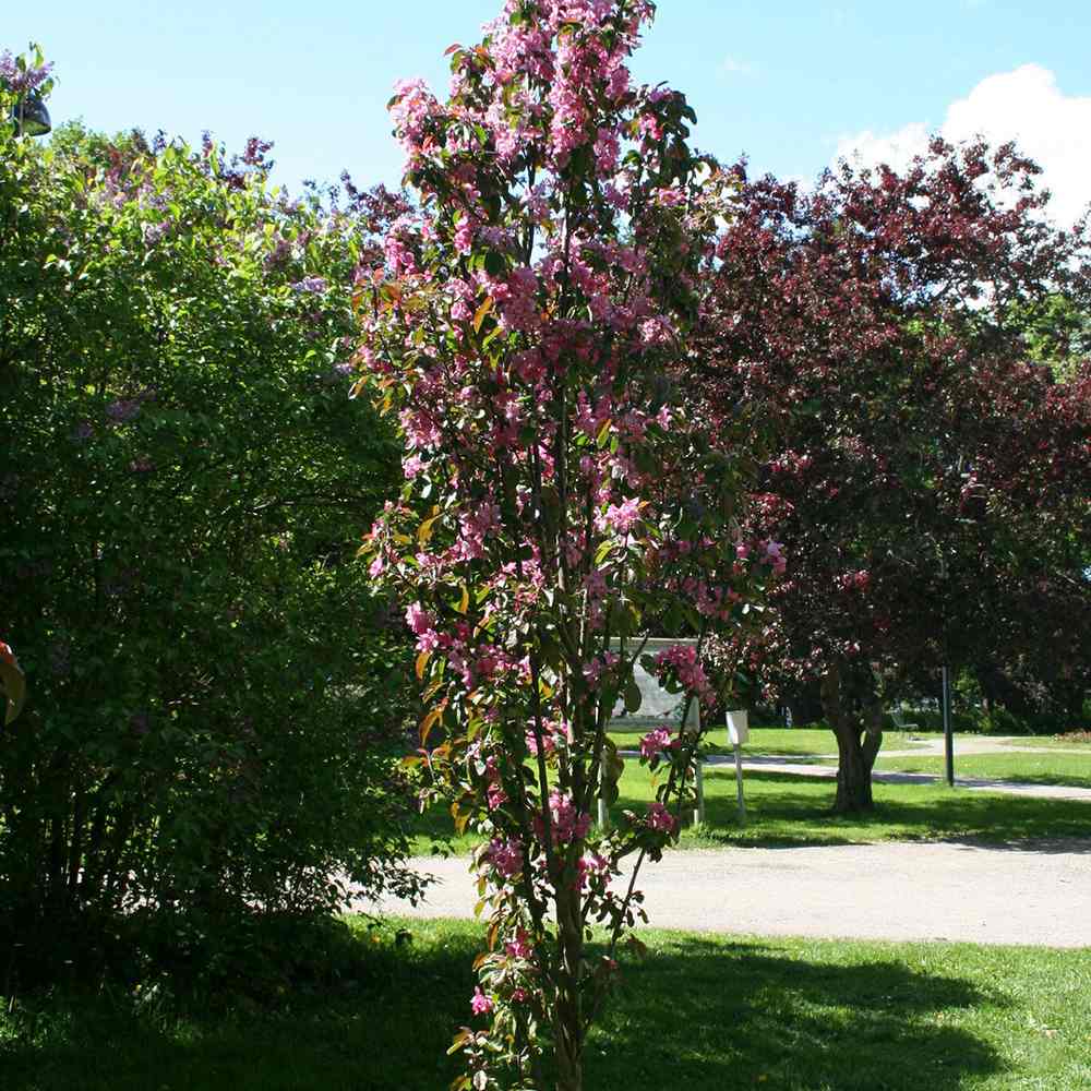 Mar Columnar (Malus) Maypole, cu fructe rosii dulci-acrisor