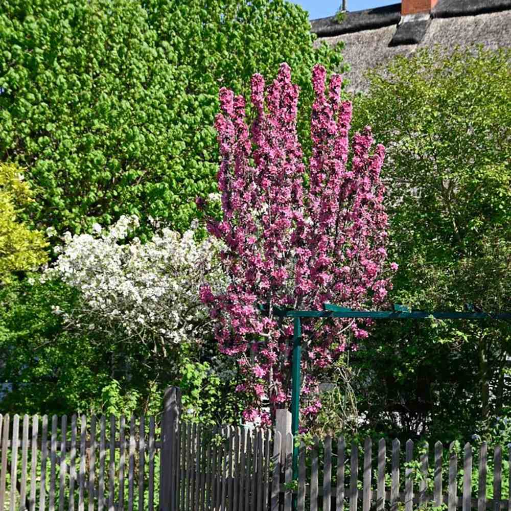 Mar Columnar (Malus) Maypole, cu fructe rosii dulci-acrisor