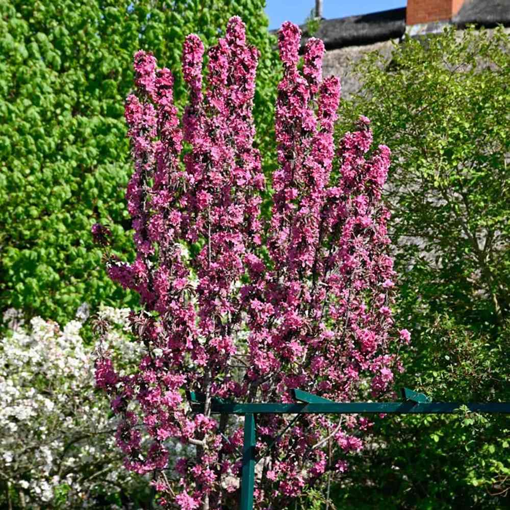 Mar Columnar (Malus) Maypole, cu fructe rosii dulci-acrisor