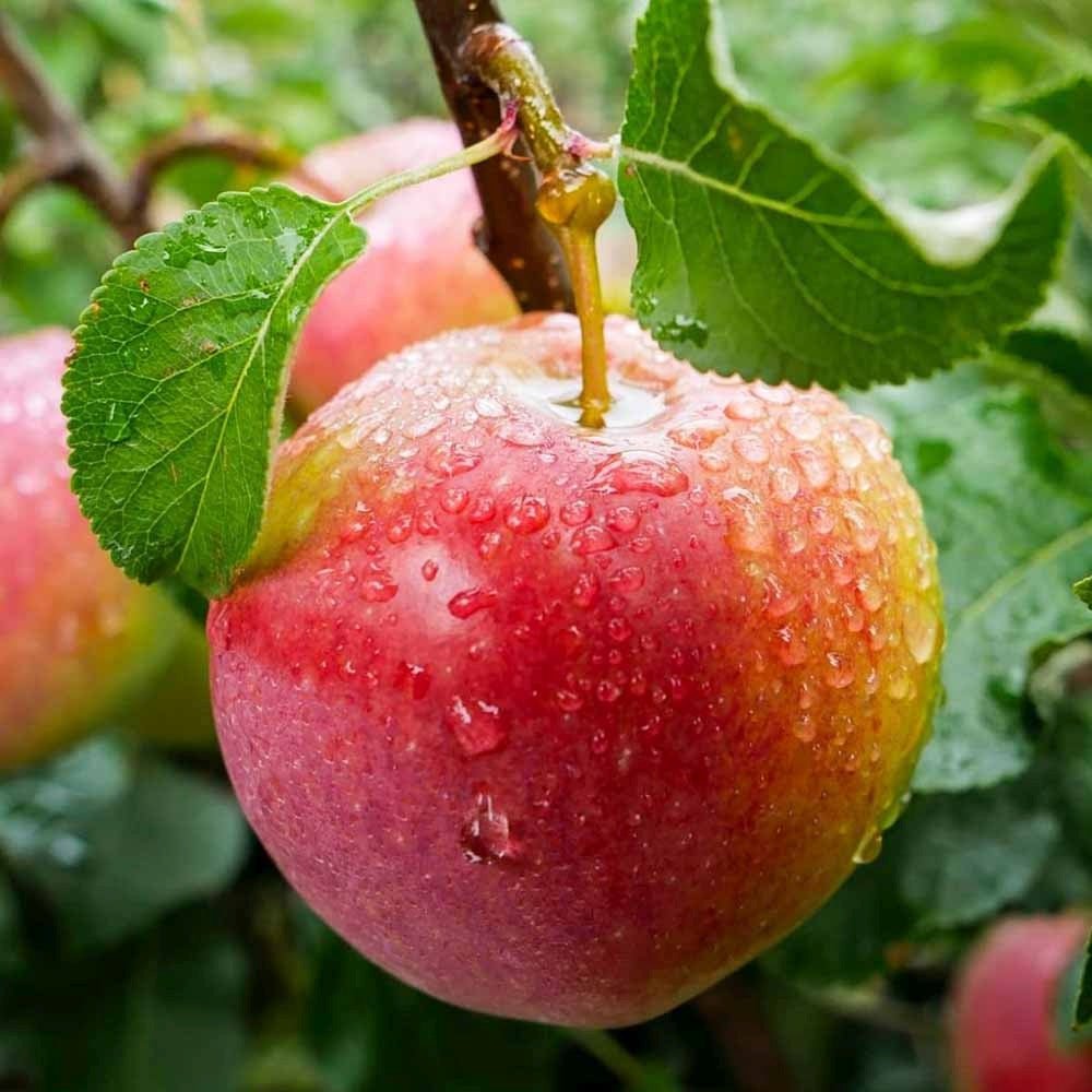 Mar Columnar (Malus) Polka, cu fructe dulci-acrisor rosii-verzui