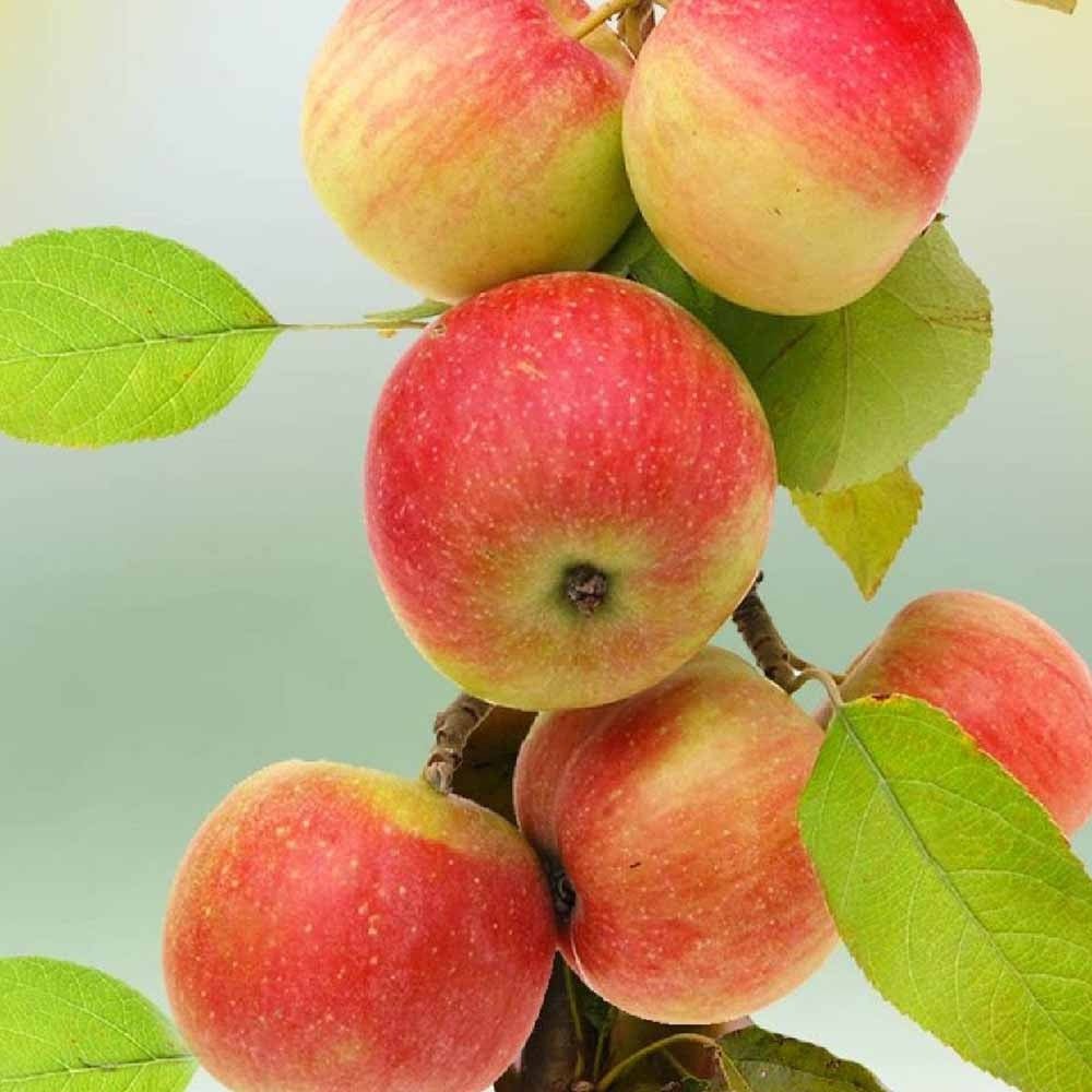 Mar Columnar (Malus) Polka, cu fructe dulci-acrisor rosii-verzui