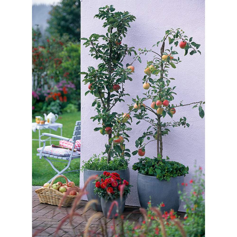 Mar Columnar (Malus) Polka, cu fructe dulci-acrisor rosii-verzui