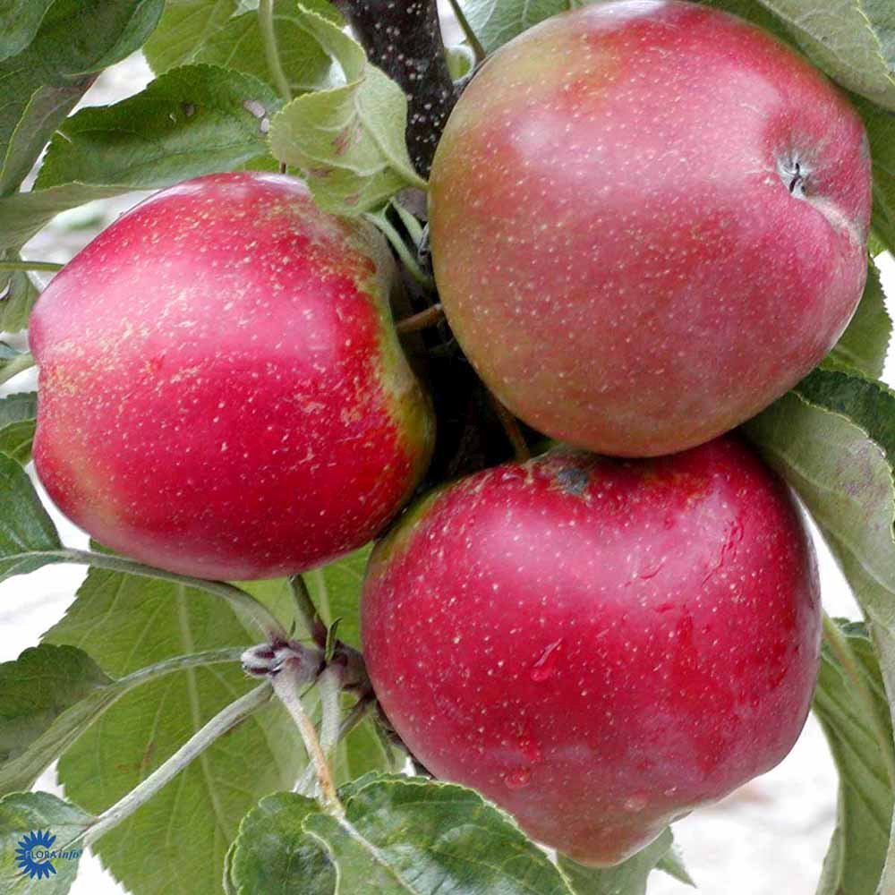 Mar Columnar (Malus) Polka, cu fructe dulci-acrisor rosii-verzui