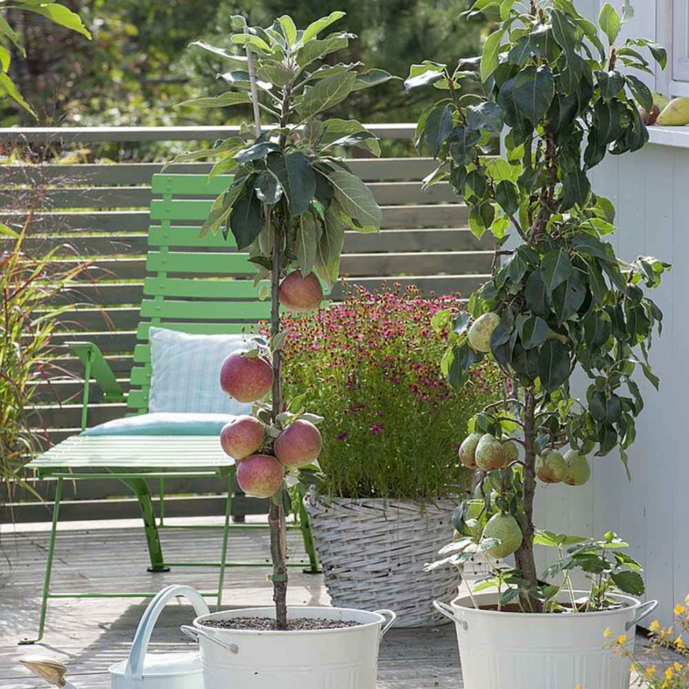 Mar Columnar (Malus) Redcats, cu fructe dulci-acrisor rosii