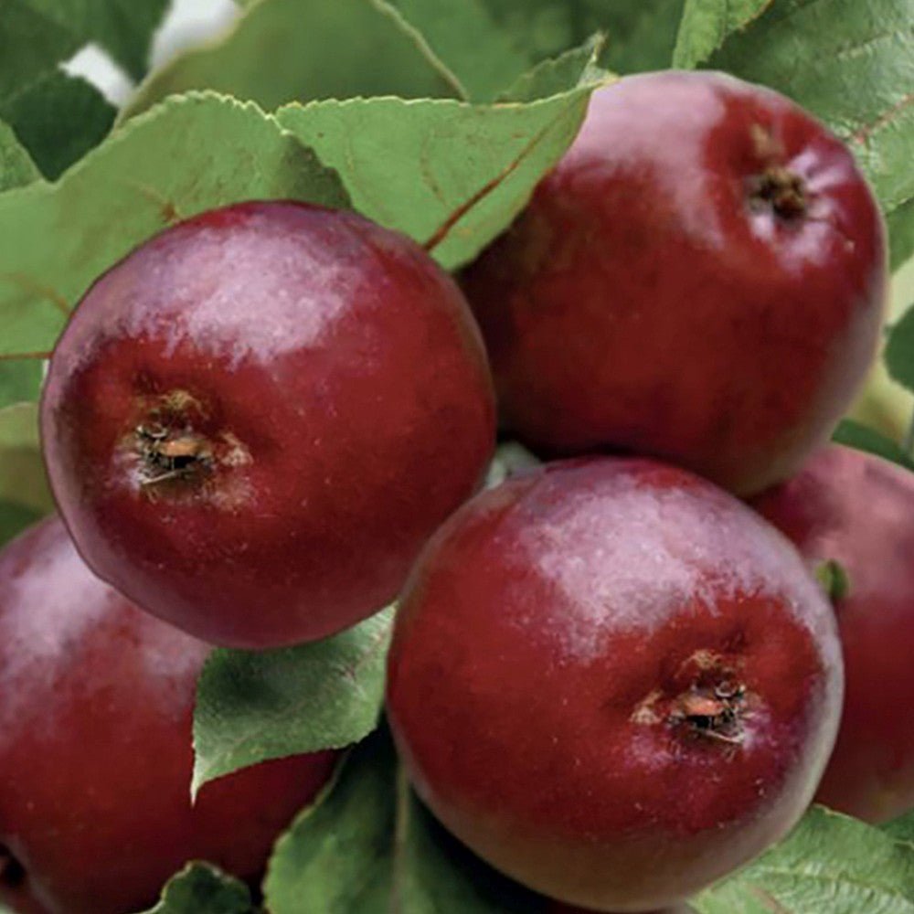 Mar Columnar (Malus) Redcats, cu fructe dulci-acrisor rosii