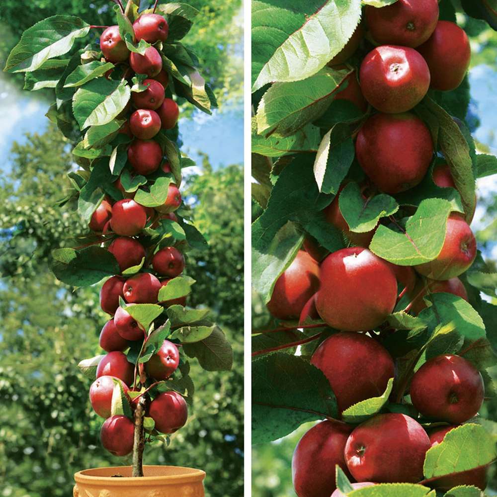 Mar Columnar (Malus) Redcats, cu fructe dulci-acrisor rosii
