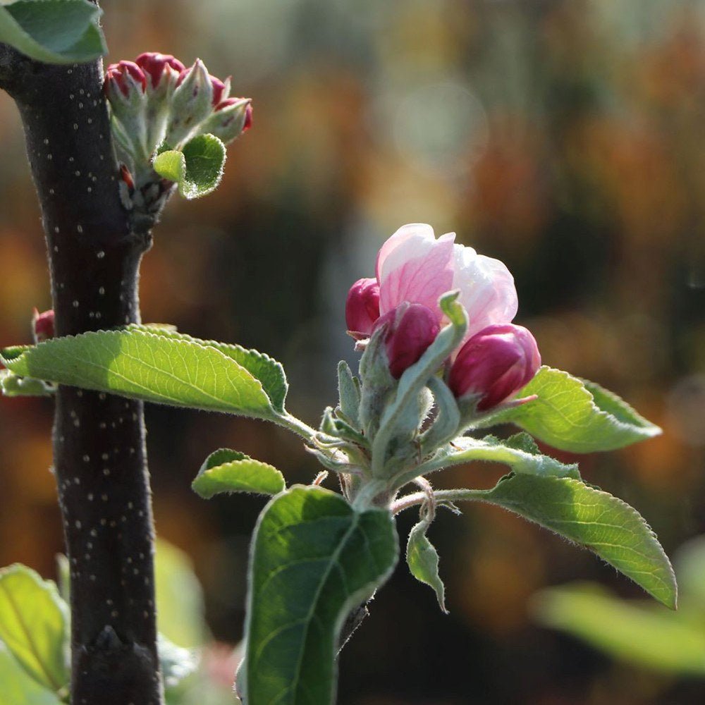 Mar Columnar (Malus) Redcats, cu fructe dulci-acrisor rosii