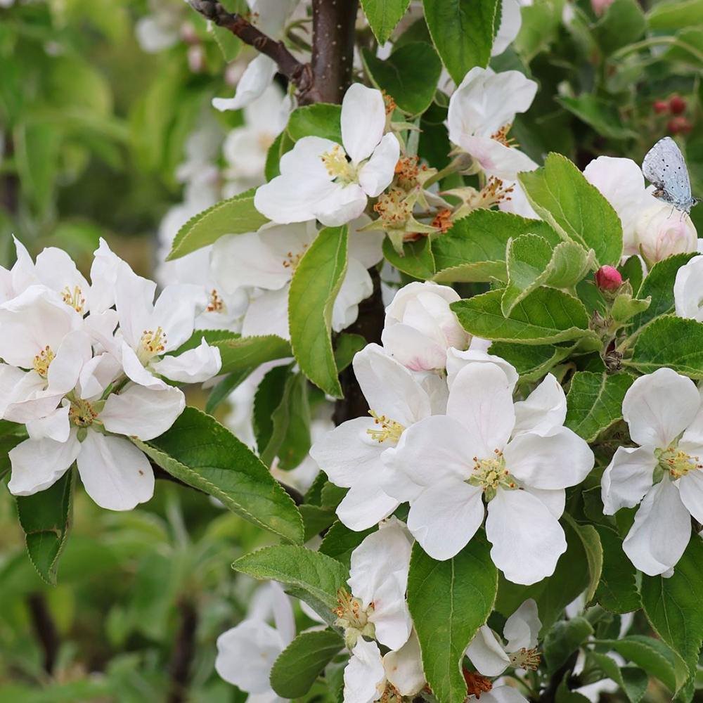 Mar Columnar (Malus) Redcats, cu fructe dulci-acrisor rosii