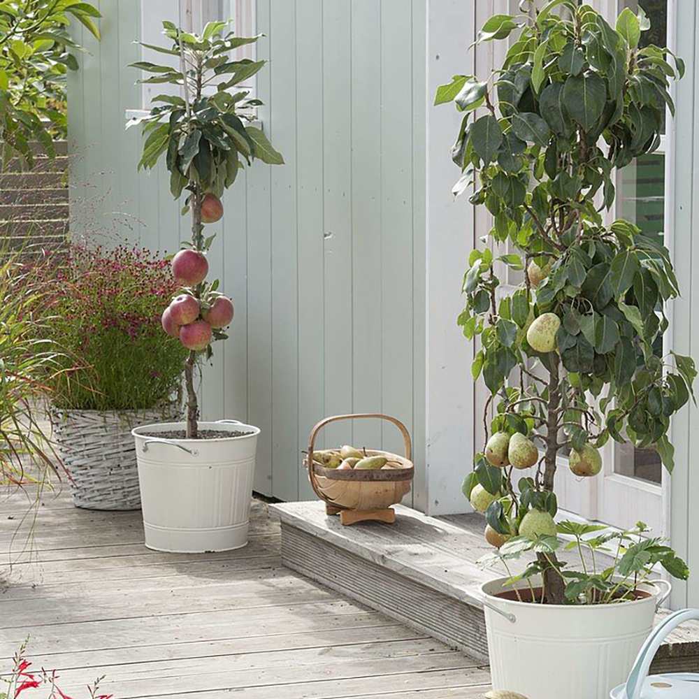 Mar Columnar (Malus) Redcats, cu fructe dulci-acrisor rosii