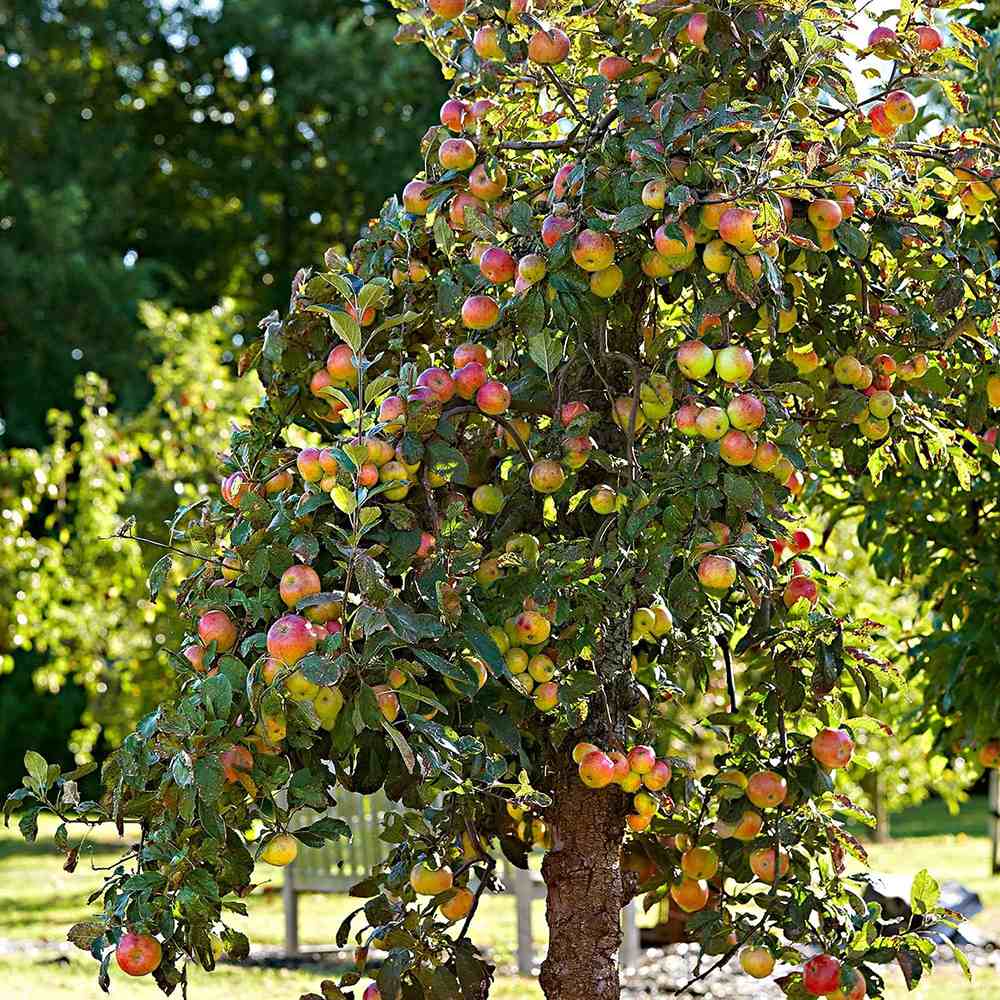 Mar Elstar (Malus Domestica), cu fructe dulci-acrisoare rosii