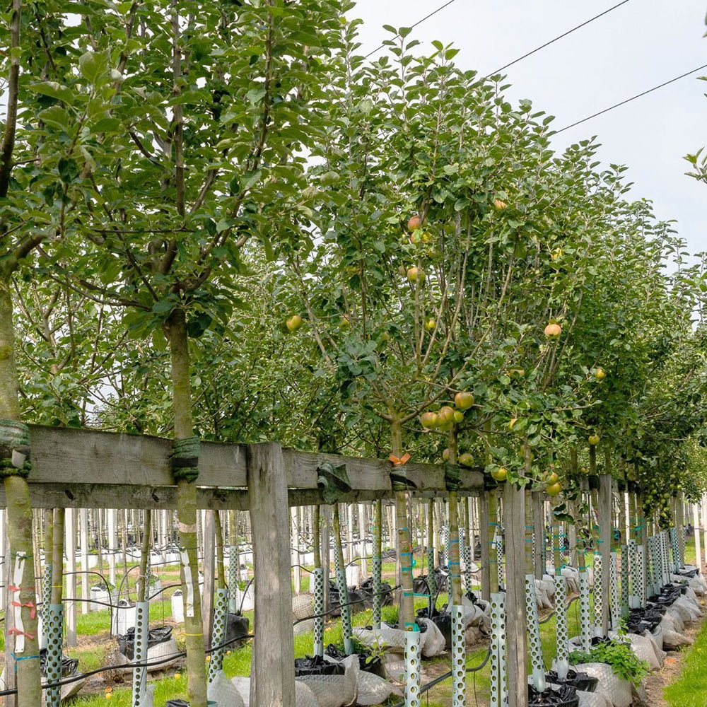 Mar Elstar (Malus Domestica), cu fructe dulci-acrisoare rosii