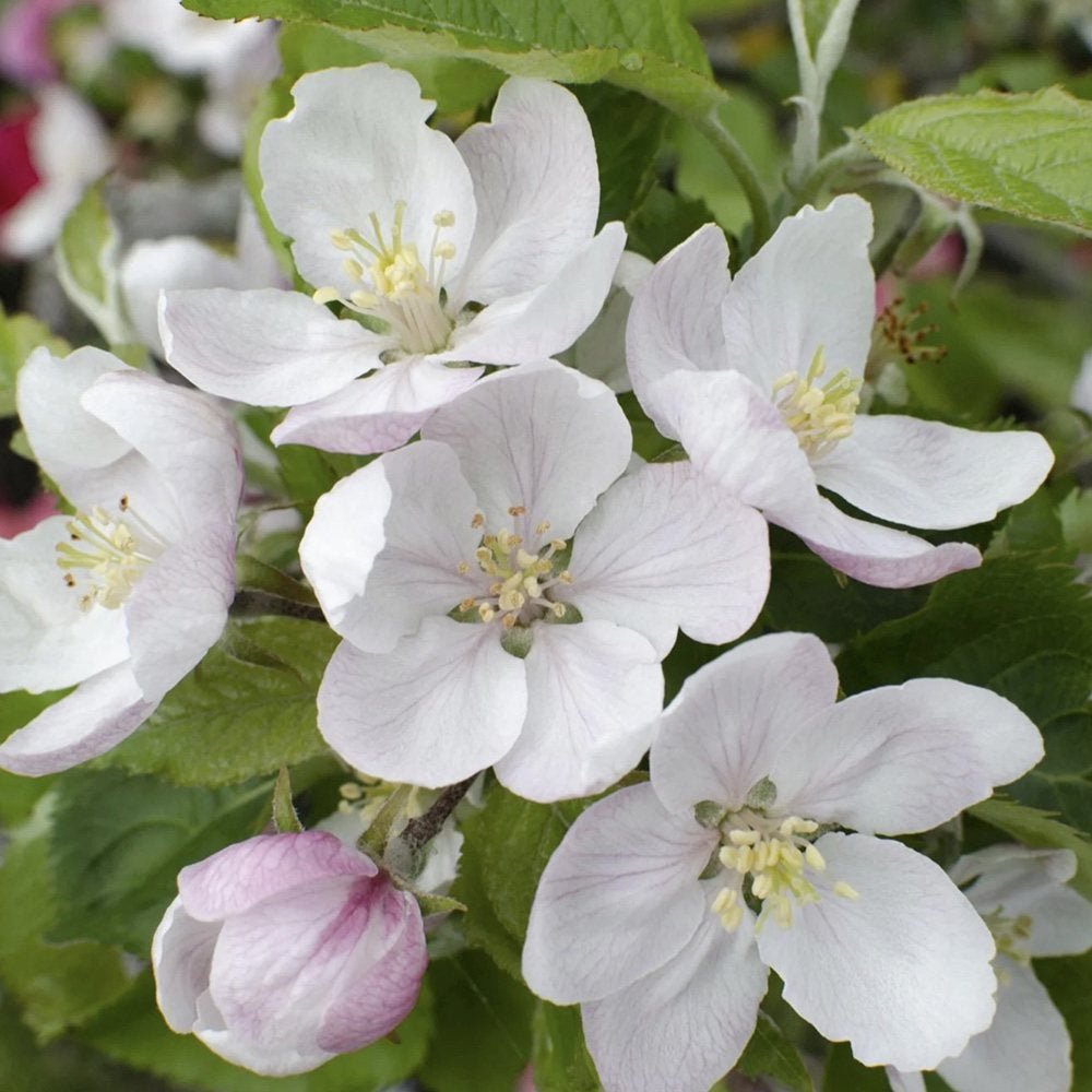 Mar Elstar (Malus Domestica), cu fructe dulci-acrisoare rosii