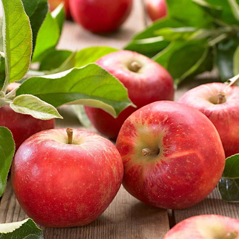 Mar Elstar (Malus Domestica), cu fructe dulci-acrisoare rosii