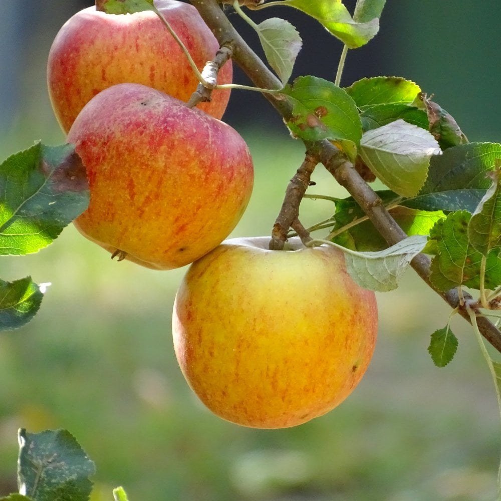 Mar (Malus) Cox's Orange Pippin, cu fructe dulci-acrisor