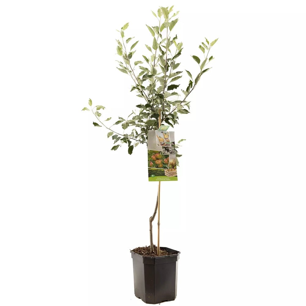 Mar (Malus) Cox's Orange Pippin, cu fructe dulci-acrisor