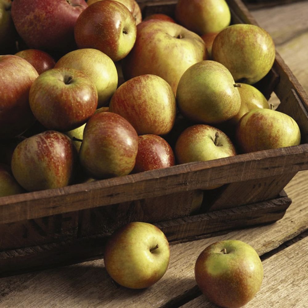 Mar (Malus) Cox's Orange Pippin, cu fructe dulci-acrisor