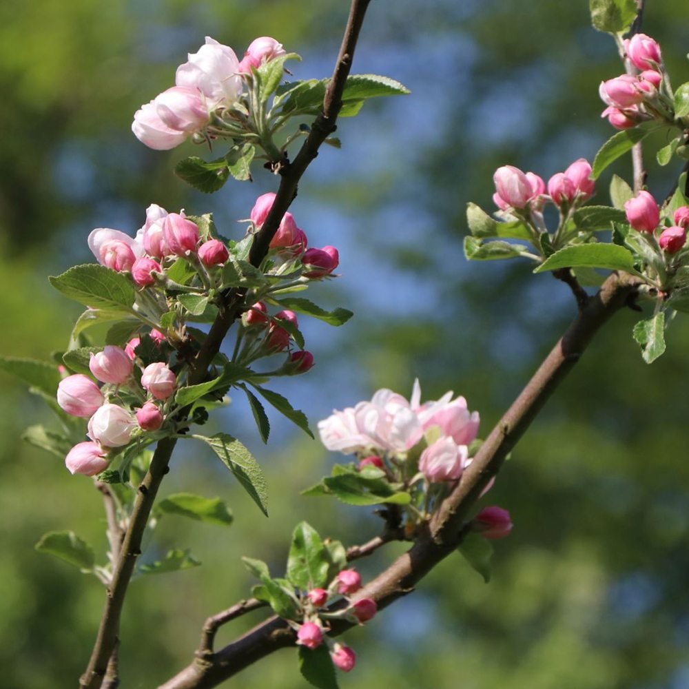 Mar (Malus) Cox's Orange Pippin, cu fructe dulci-acrisor