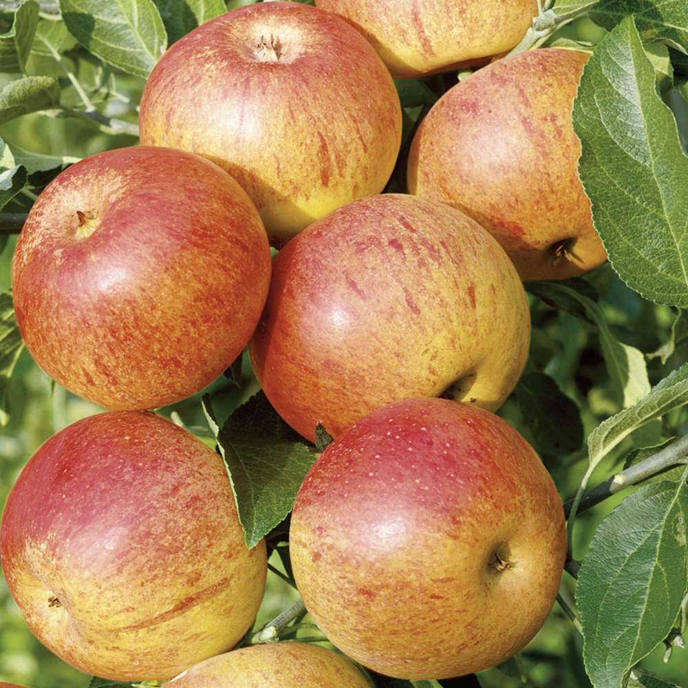 Mar (Malus) Cox's Orange Pippin, cu fructe dulci-acrisor