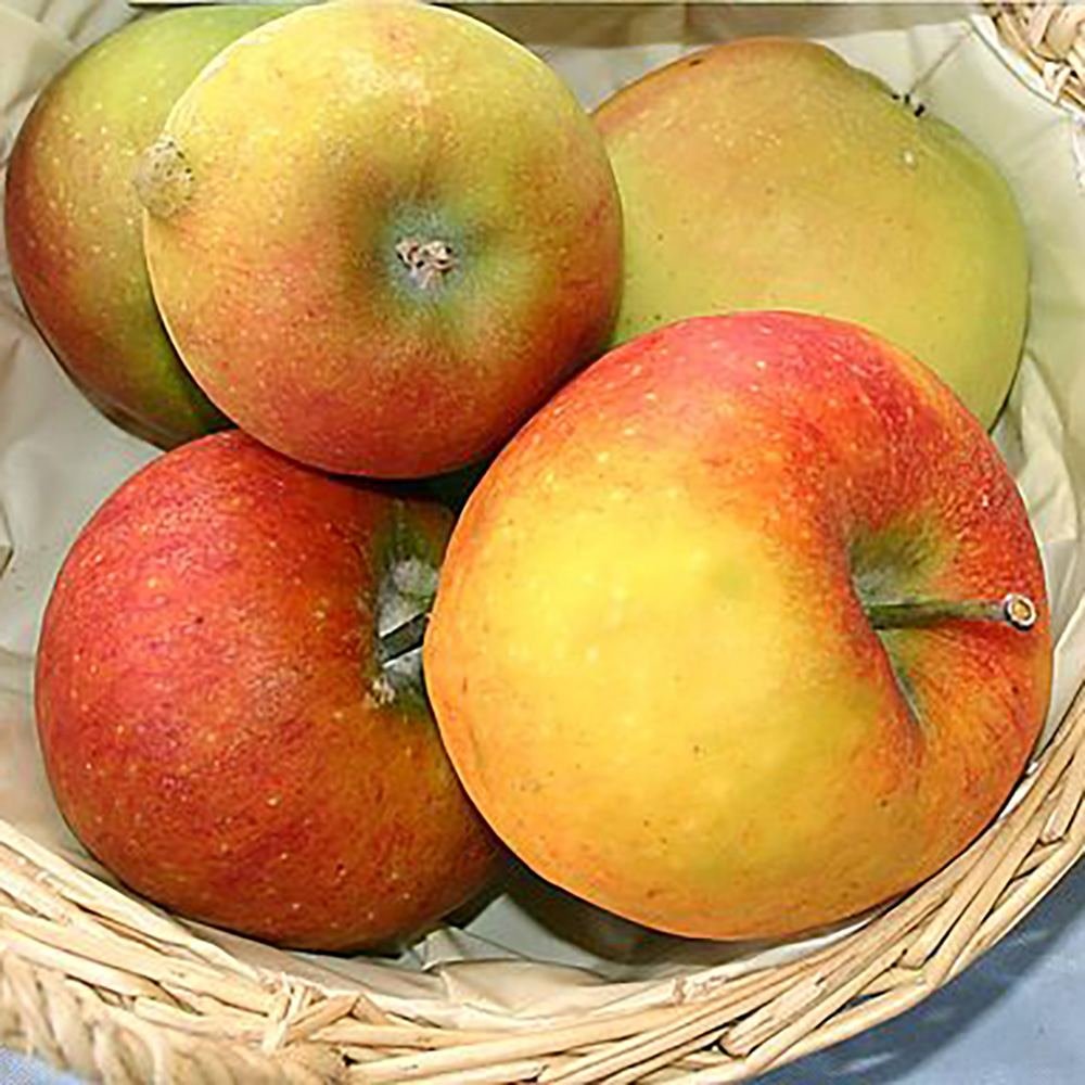 Mar (Malus) Delcorf, cu fructe dulci