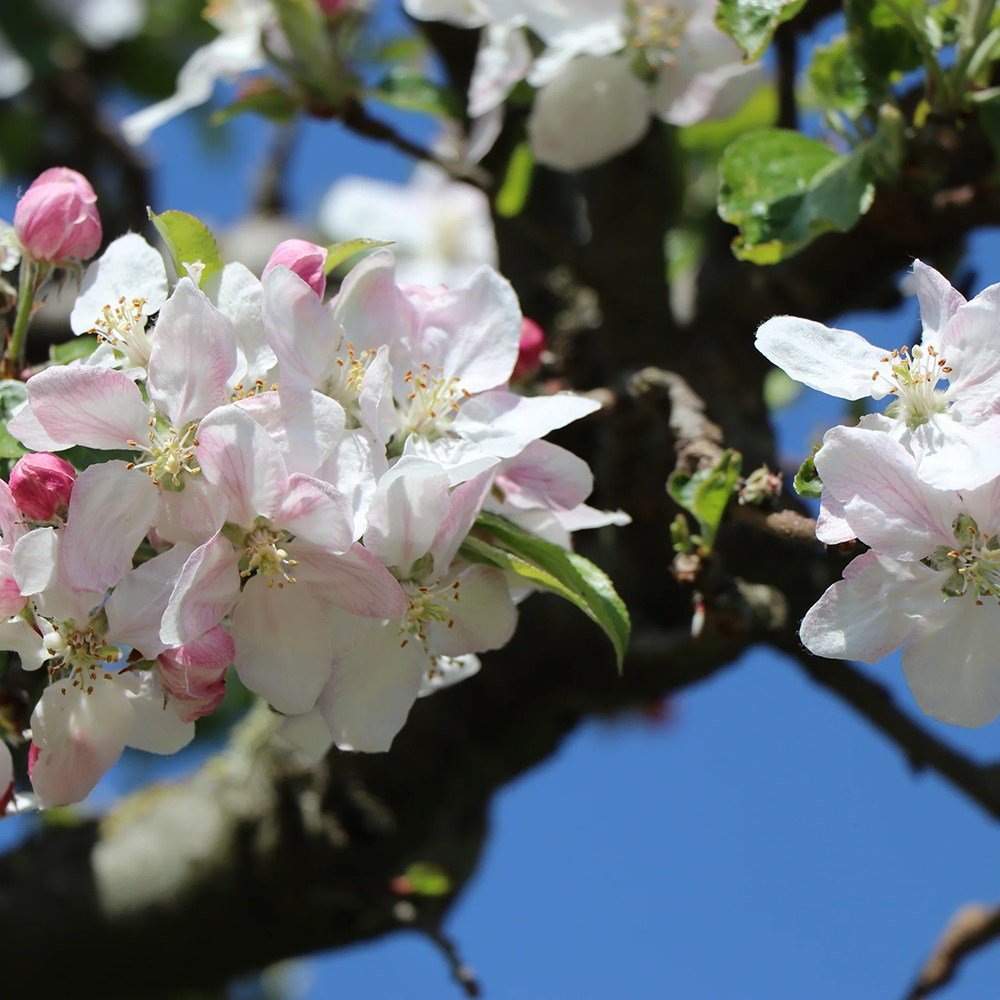 Mar (Malus) Delcorf, cu fructe dulci