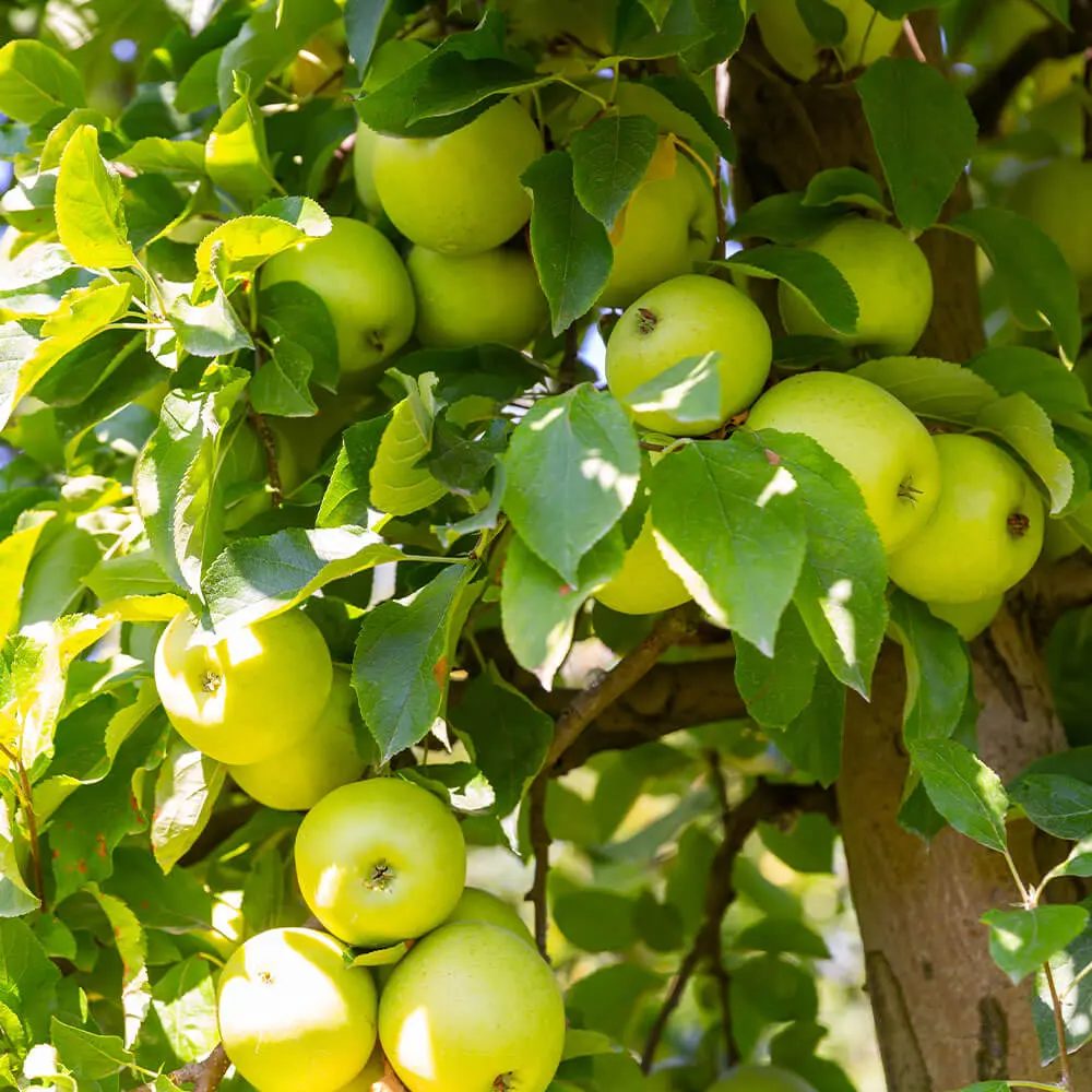 Mar (Malus) Golden Delicious, cu fructe dulci