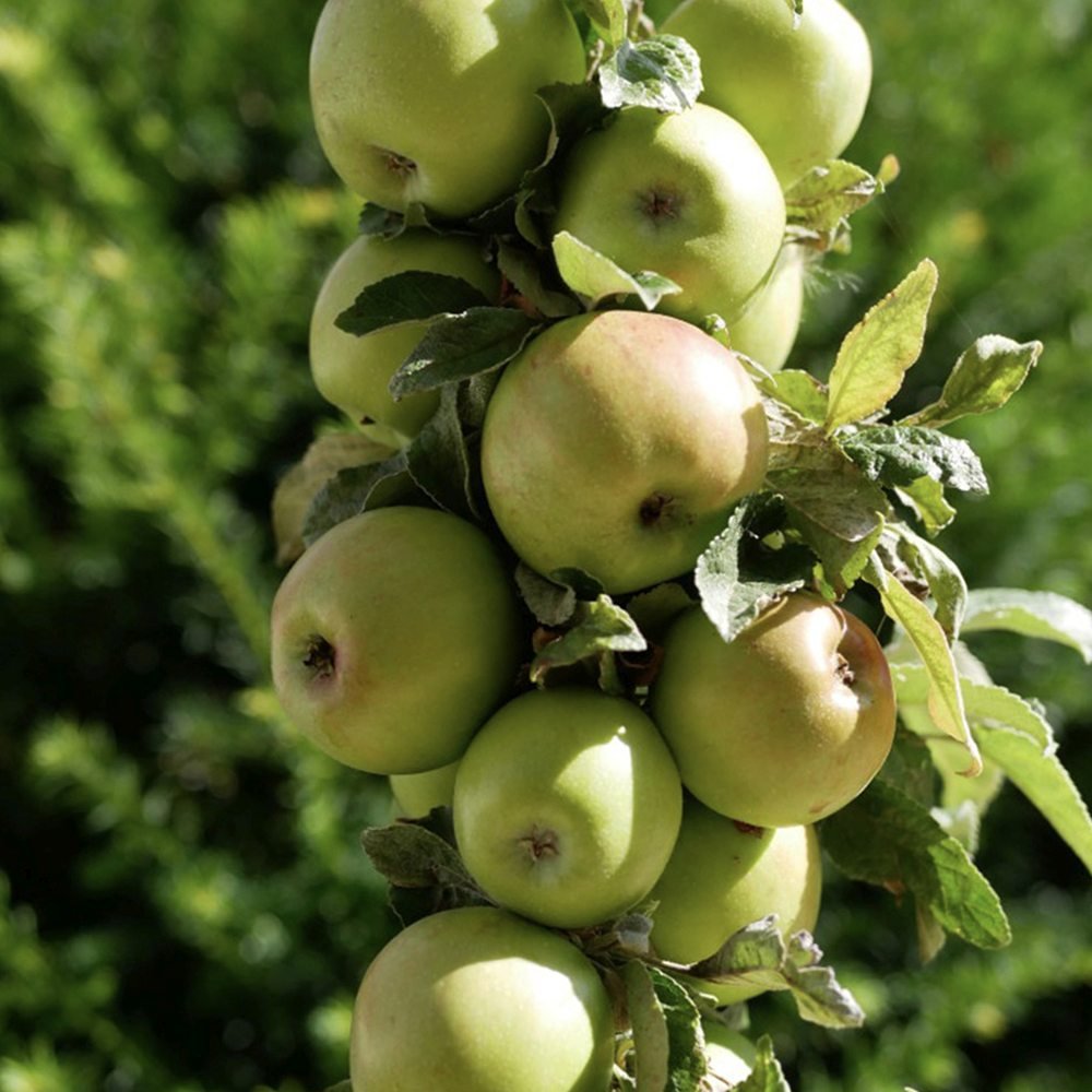 Mar (Malus) Golden Delicious, cu fructe dulci