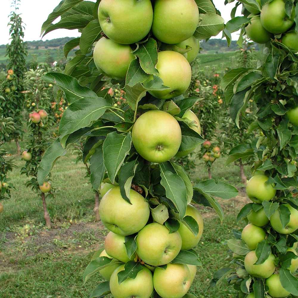 Mar (Malus) Greencats, cu fructe ducli-acrisor